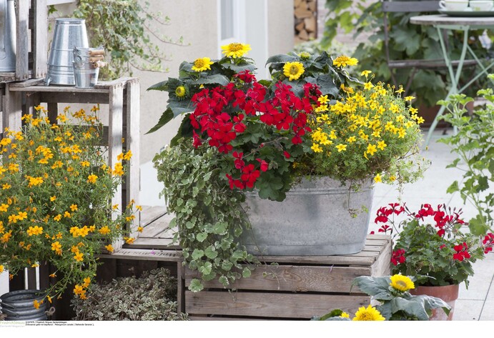 Geranie, umgeben von Bidens, Sonnenblumen und Gundermann