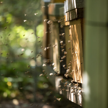Bienen fliegen aus Stock
