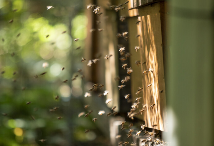 Bienen fliegen aus Stock