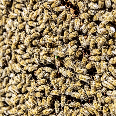 Bienenvolk