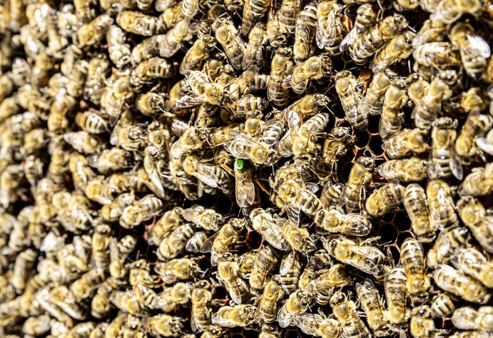 Bienenvolk