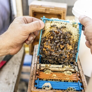 Bienen auf Wabe