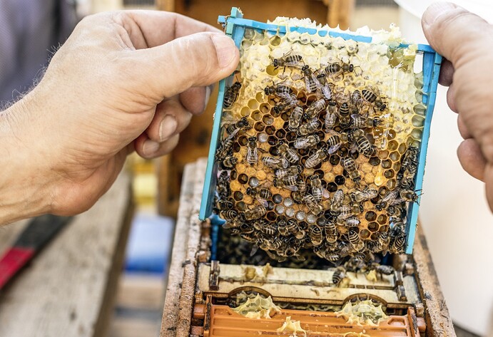 Bienen auf Wabe