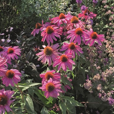 Roter Sonnenhut im bienenfreundlichen Garten