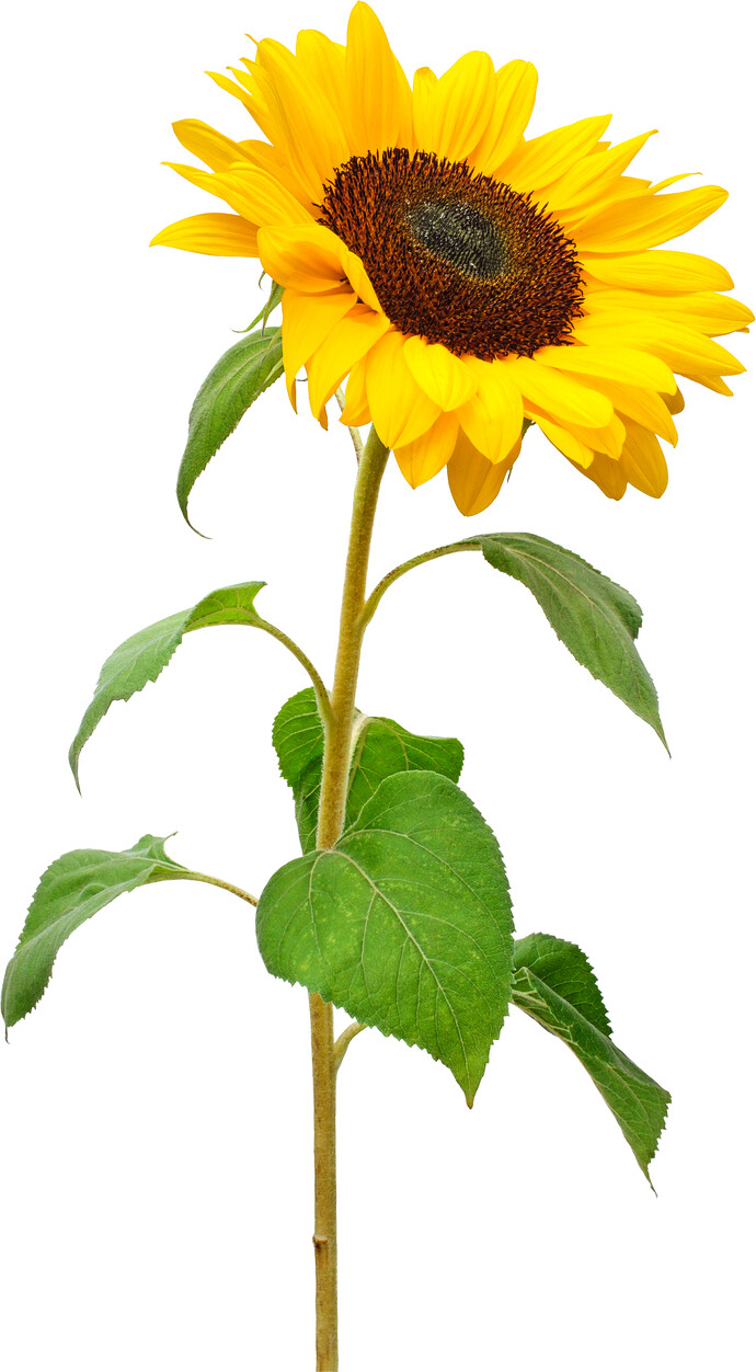 Sonnenblume