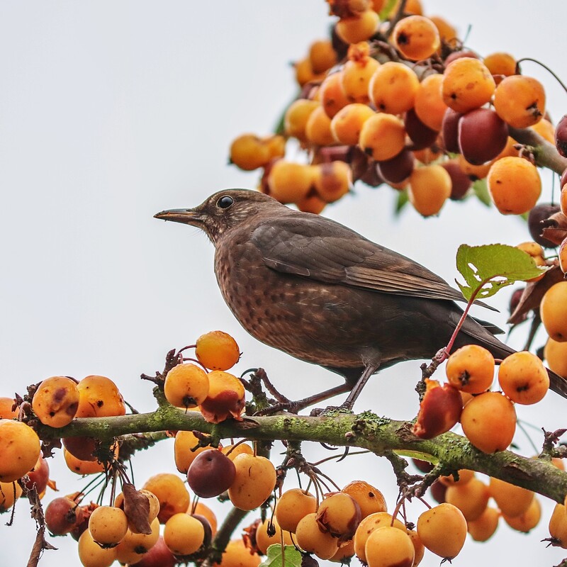 Amsel-Weibchen