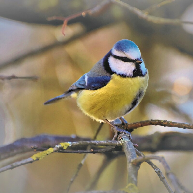 Blaumeise