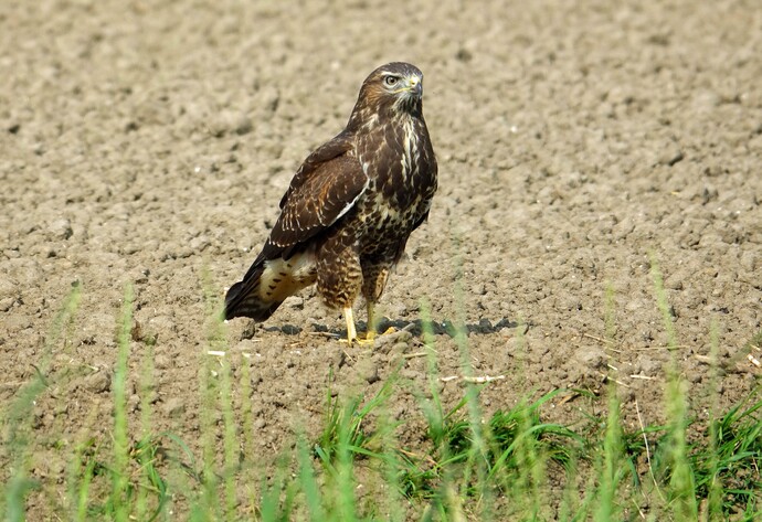 Mäusebussard