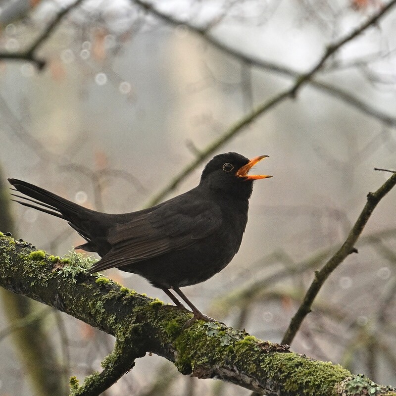 Amsel-Männchen