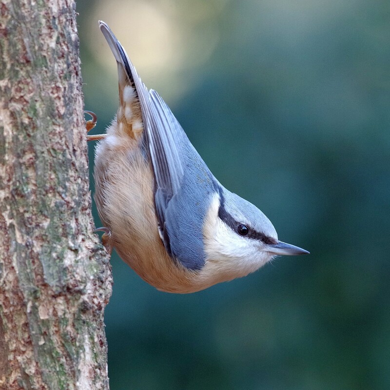 Kleiber (Baumläufer) kopfüber an einem Baum