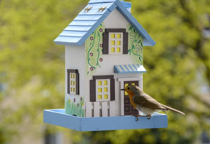 Rotkehlchen am Futterhaus