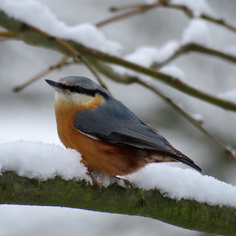 Kleiber im Schnee