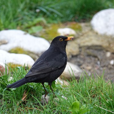Amsel im Garten