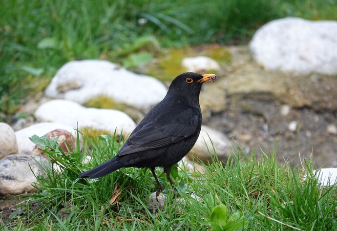 Amsel im Garten