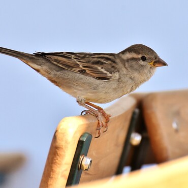 Spatz im Garten