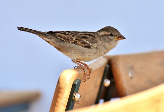 Spatz im Garten
