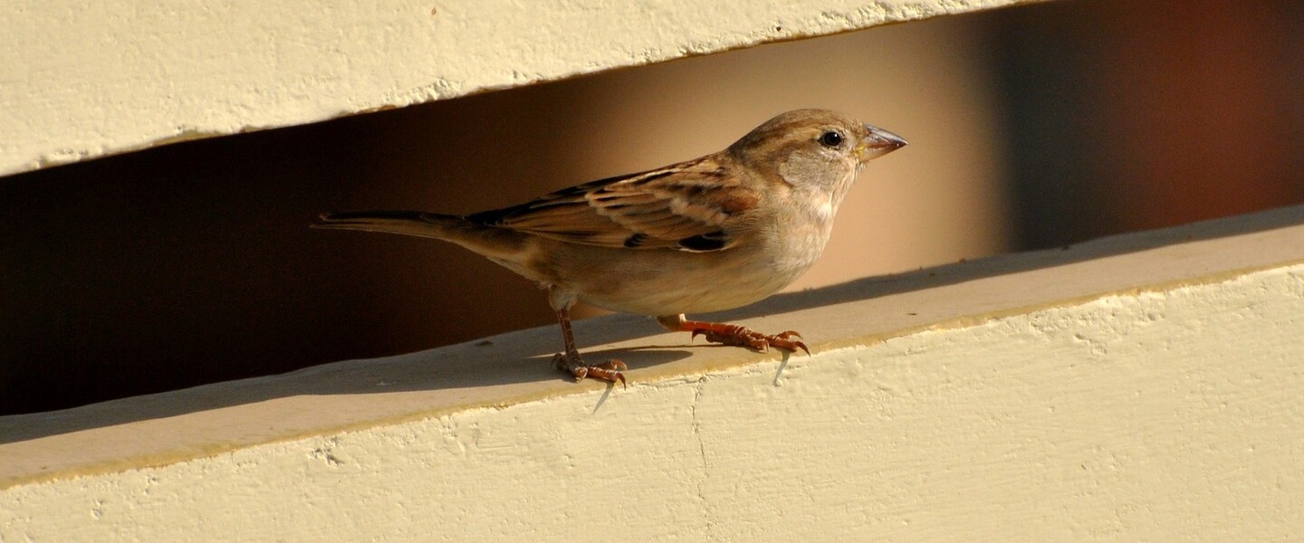 Spatz im Garten f&uuml;ttern: Alles, was Du wissen musst