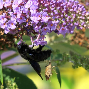 Schwarze Holzbiene am Flieder