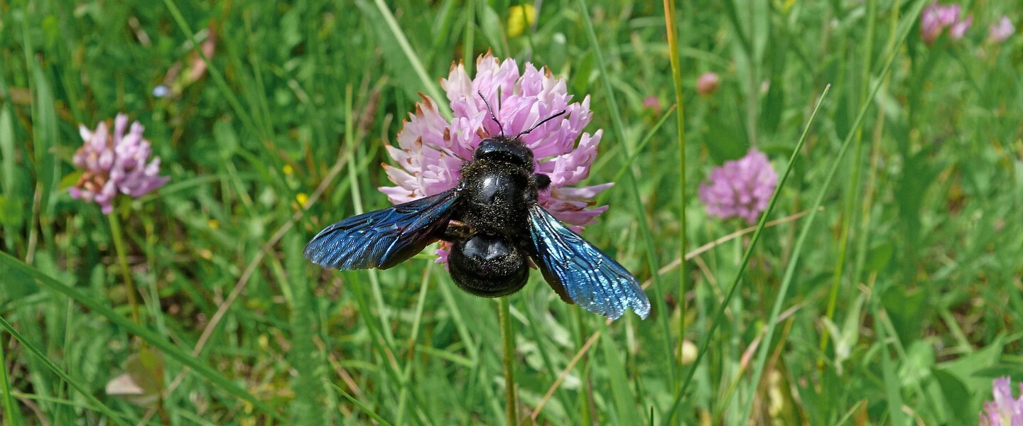 Gro&szlig;e Blaue Holzbiene auf Klee