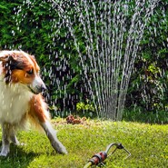 Hund und Rasensprenger im Garten