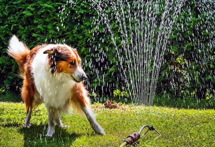 Hund und Rasensprenger im Garten