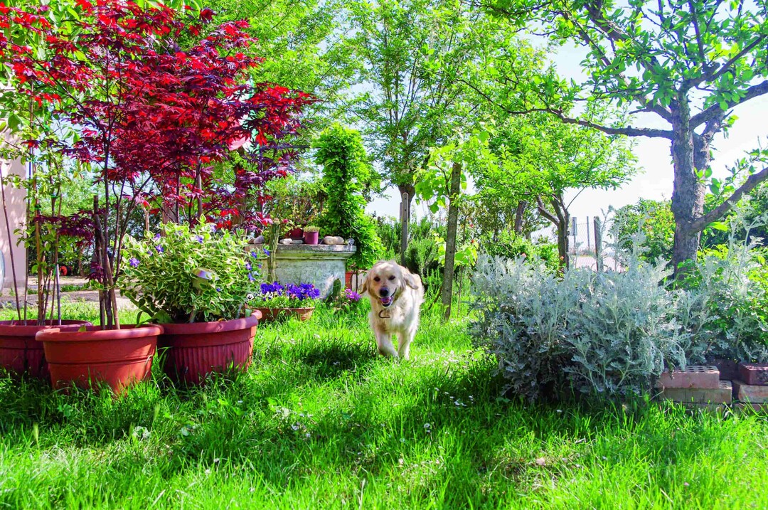 Hunde und Katzen im Garten halten Die besten Tipps richtiggut.de