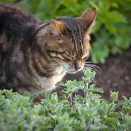 Katze schnuppert an Katzenminze