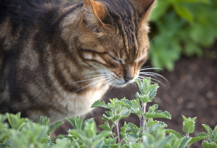 Katze schnuppert an Katzenminze