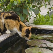 Katze trinkt aus Brunnen
