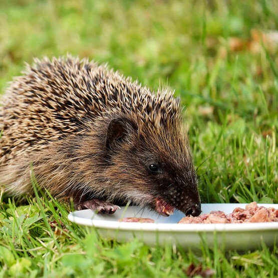 Igel sind Fleischfresser, Du kannst ihnen im Herbst Katzenfutter geben.