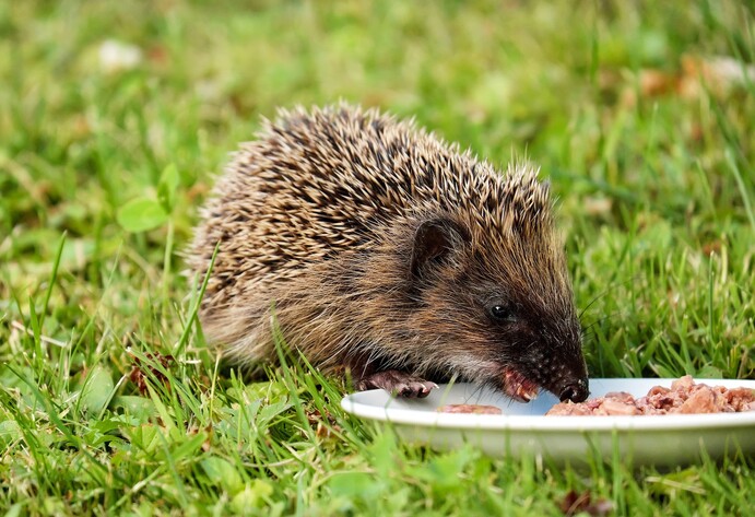 Igel sind Fleischfresser, Du kannst ihnen im Herbst Katzenfutter geben.