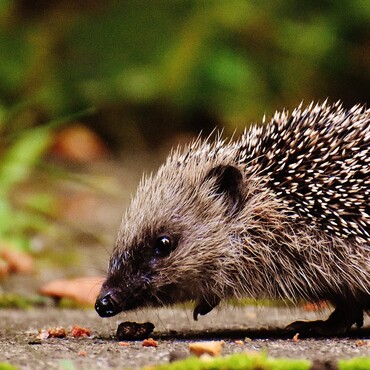 Gefundene Igel müssen nach dem Winterschlaf wieder in den gewohnten Lebensraum entlassen werden.