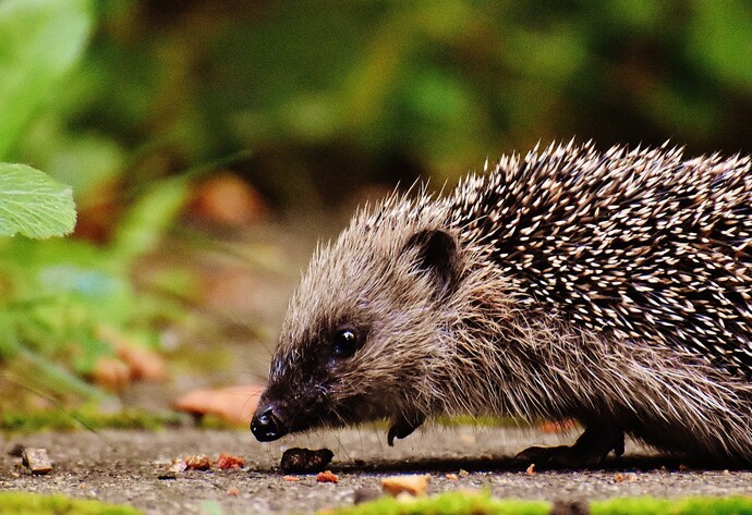 Gefundene Igel müssen nach dem Winterschlaf wieder in den gewohnten Lebensraum entlassen werden.