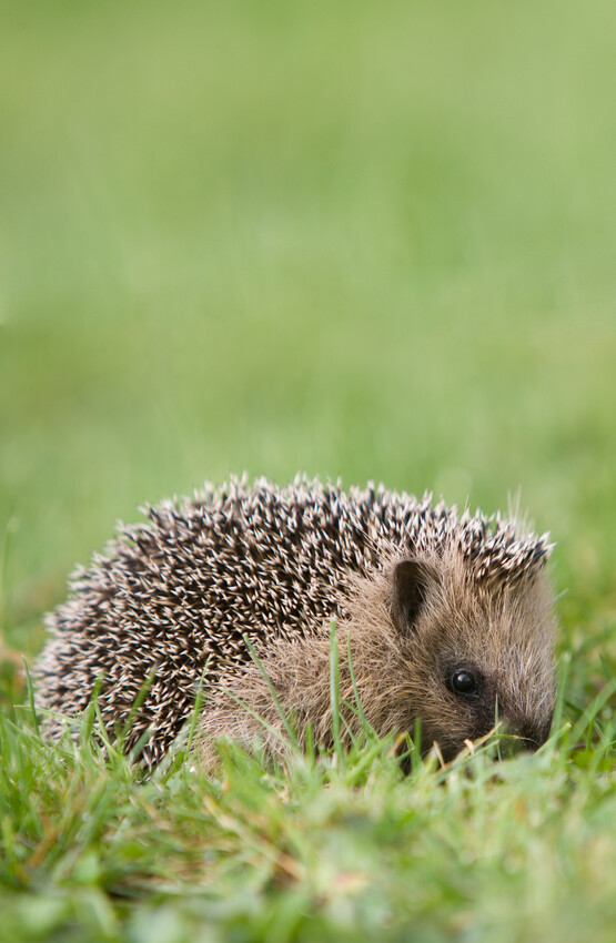 Igel gefunden? Darauf musst du achten.