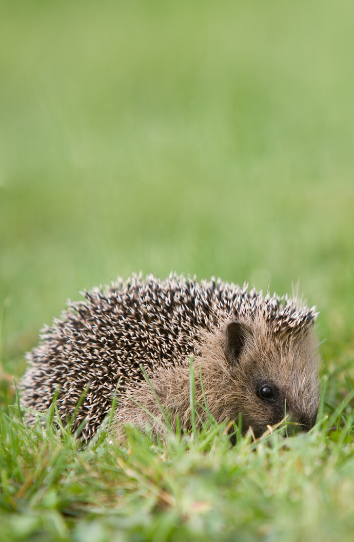 Igel gefunden? Darauf musst du achten.