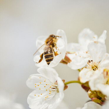 Insektenhotel bauen: Biene auf einer Blüte