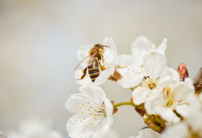 Insektenhotel bauen: Biene auf einer Blüte