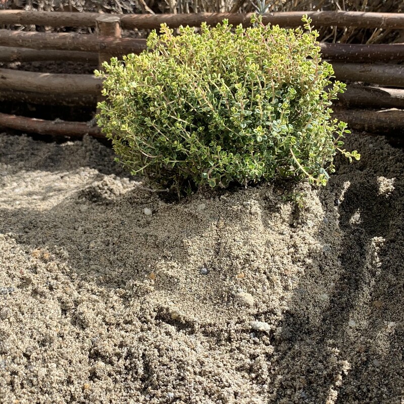 Kräuter mit Sand bedecken
