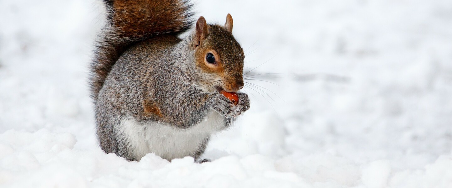 Eichh&ouml;rnchen im Winter