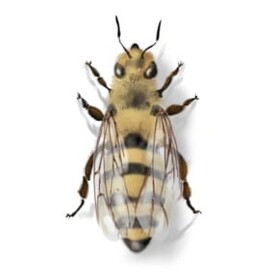 Arbeitsbiene des Bienenstocks