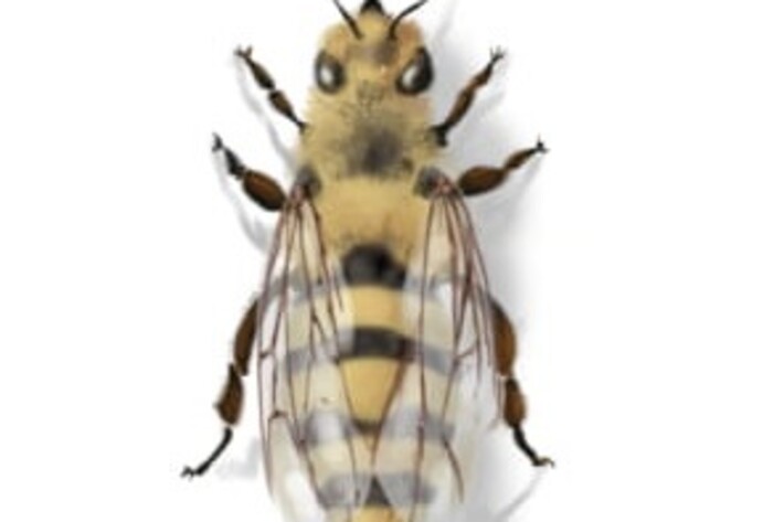 Arbeitsbiene des Bienenstocks