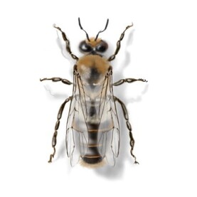 Drohnen des Bienenstocks