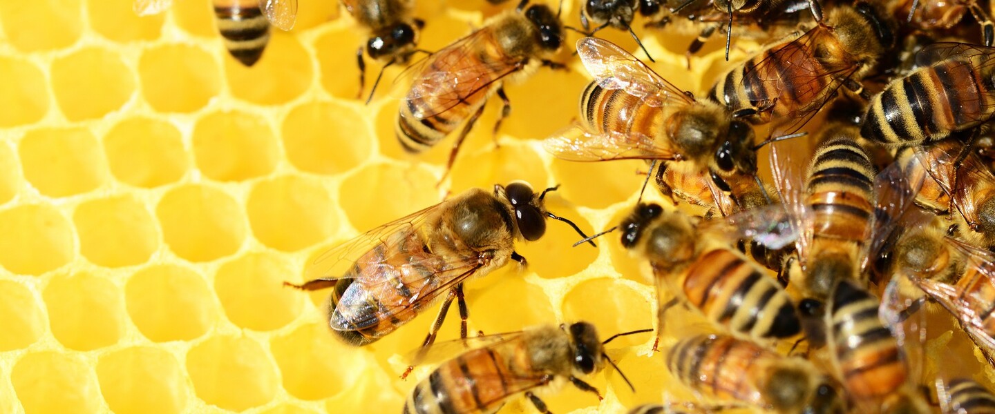 Das passiert im Bienenstock
