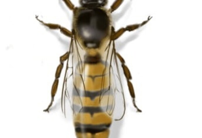 Bienenkönigin des Bienenstocks