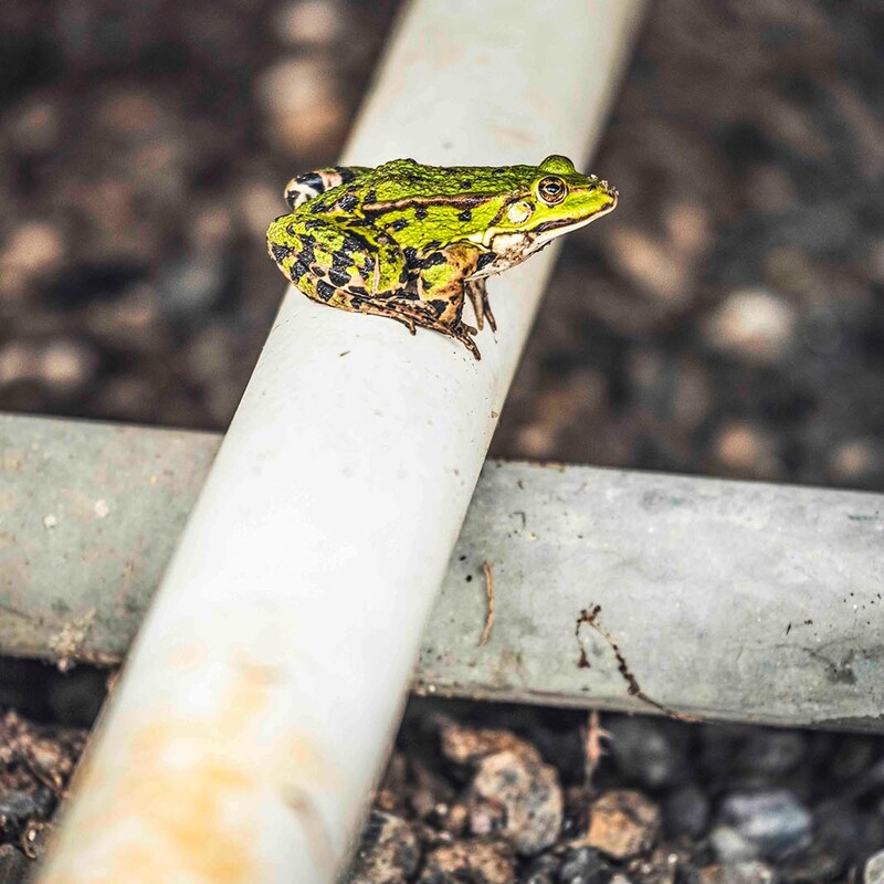 Kleiner, grüner Frosch mit schwarzen Punkten sitzt auf Rohr