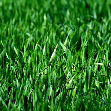 Rasen düngen: Nahaufnahme Rasenfläche