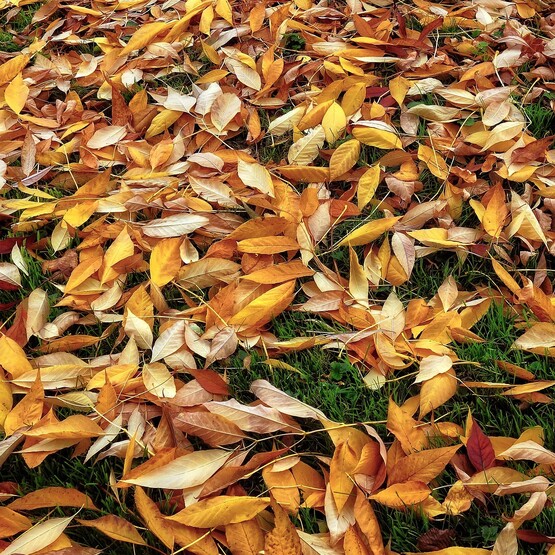Rasenpflege im Herbst: Laub einsammeln