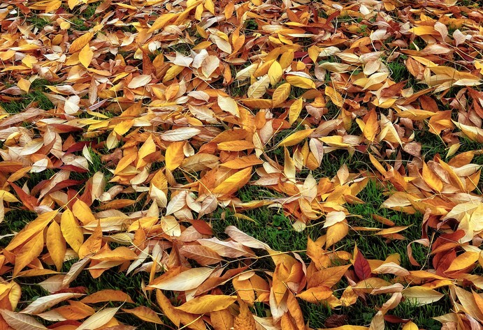 Rasenpflege im Herbst: Laub einsammeln