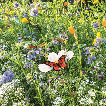 Rasensorte: Blumenrasen
