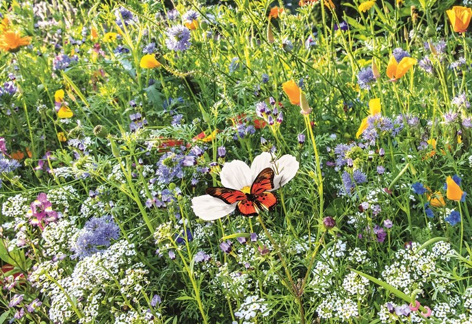 Rasensorte: Blumenrasen